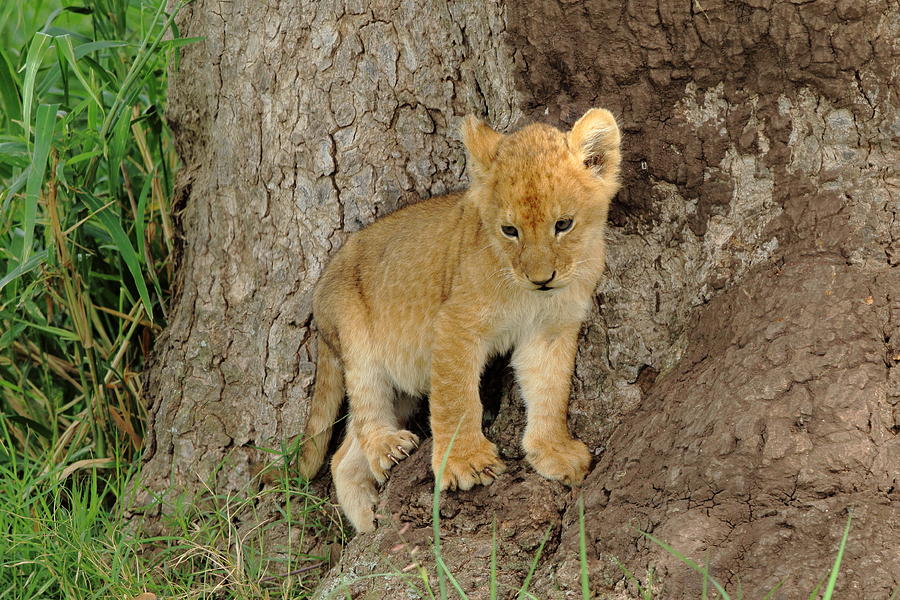Lion Cub at the Serengeti by Steve Wolfe Lion Cub at the Serengeti by Steve Wolfe