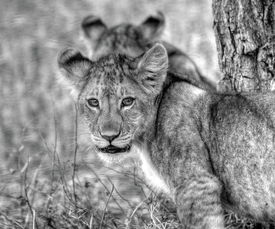 Lion Cub Photograph by Dawn J Benko