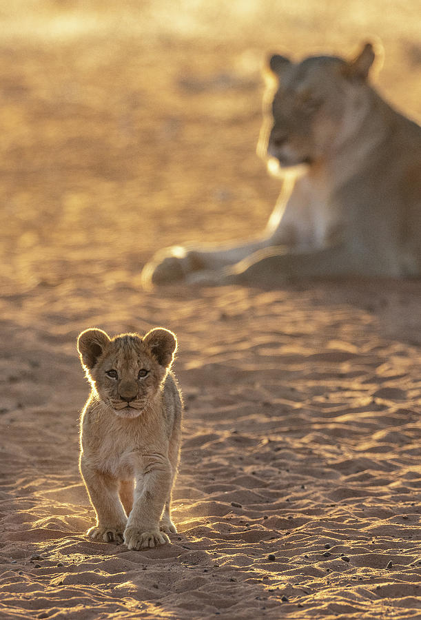 Lion Cub Exploring Photograph by Max Waugh