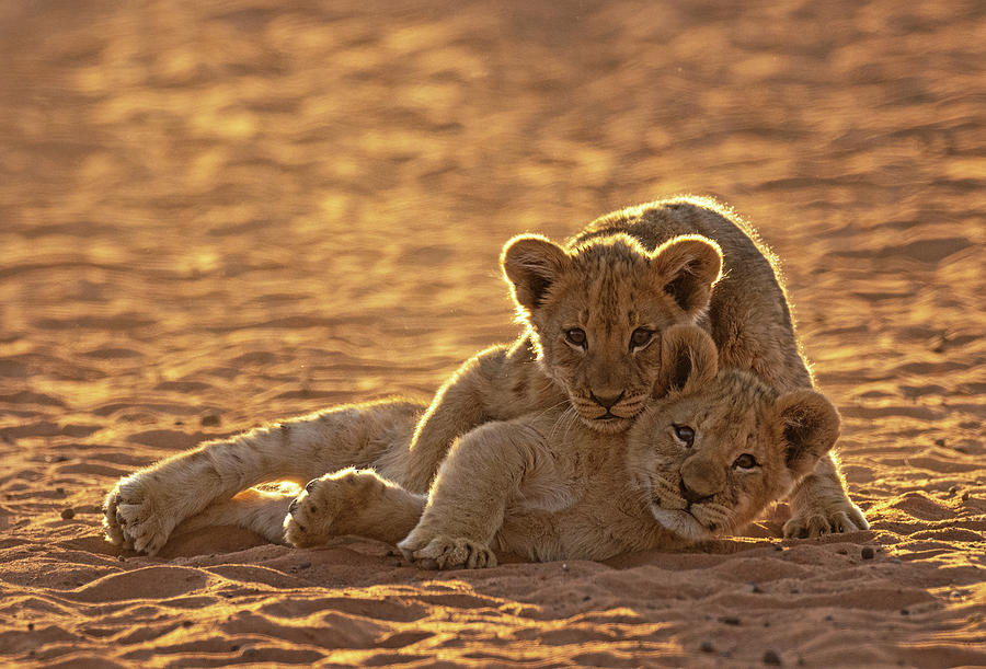 Lion Cub Hug Photograph by Max Waugh