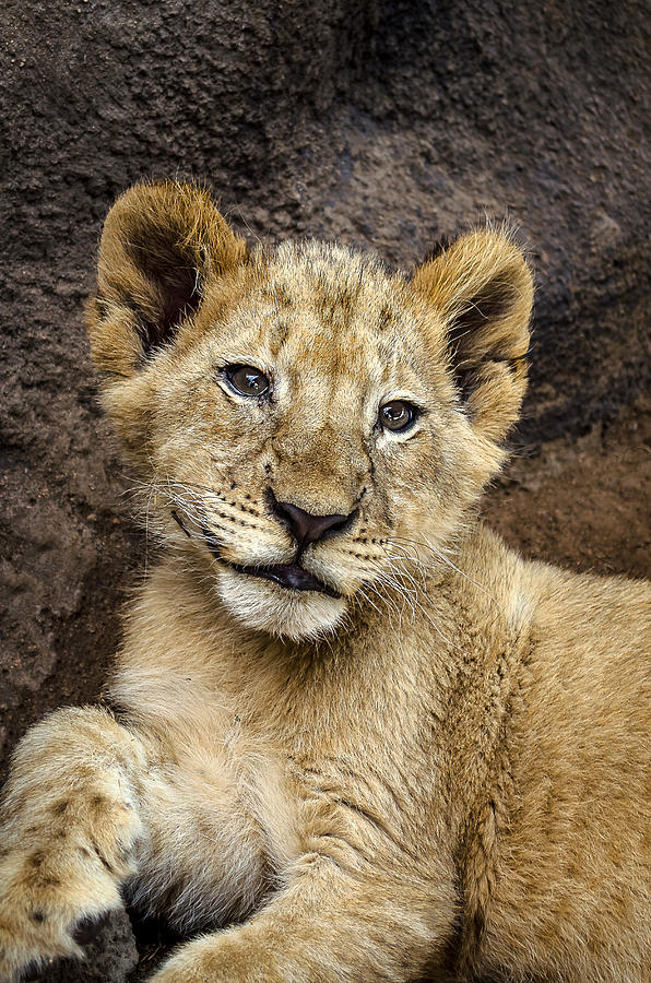 Lion Cub Photograph by Linda Villers