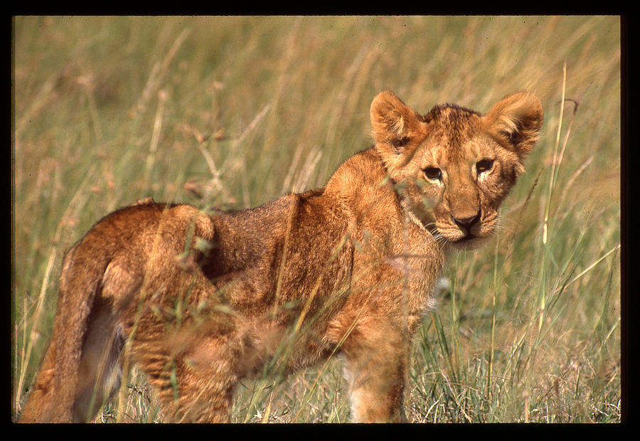 Lion Cub Looking at Photographer Photograph by Russ Considine