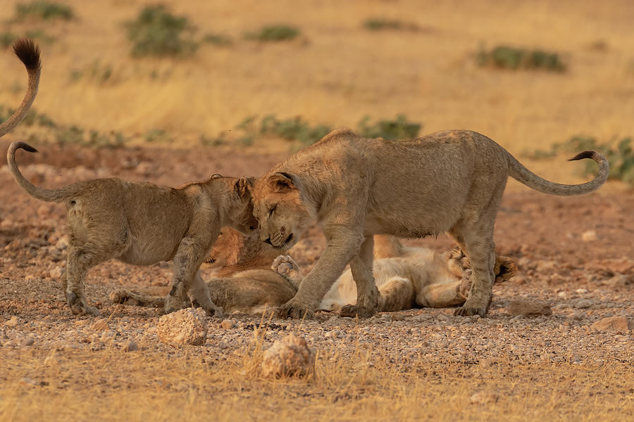 Lion Cub Love Photograph by MaryJane Sesto - Fine Art America