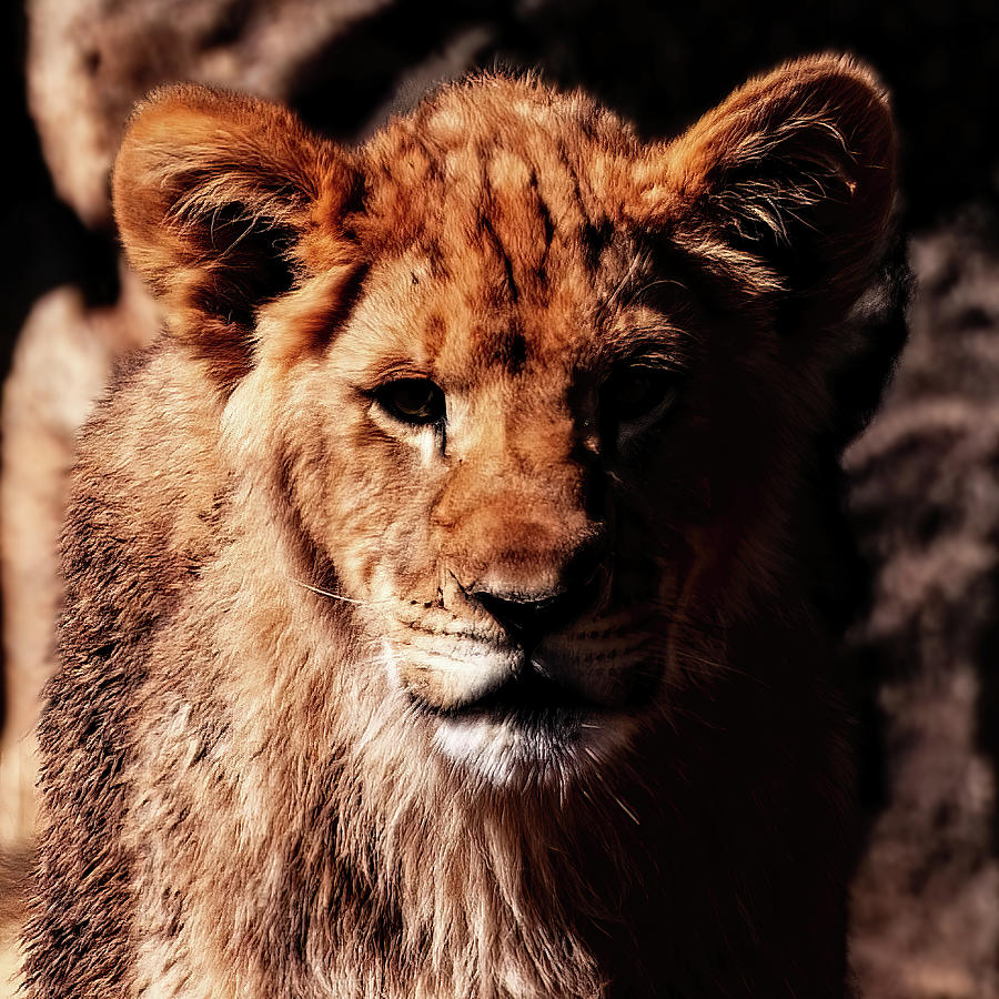 Lion Cub Male portrait 001 Photograph by Flees Photos