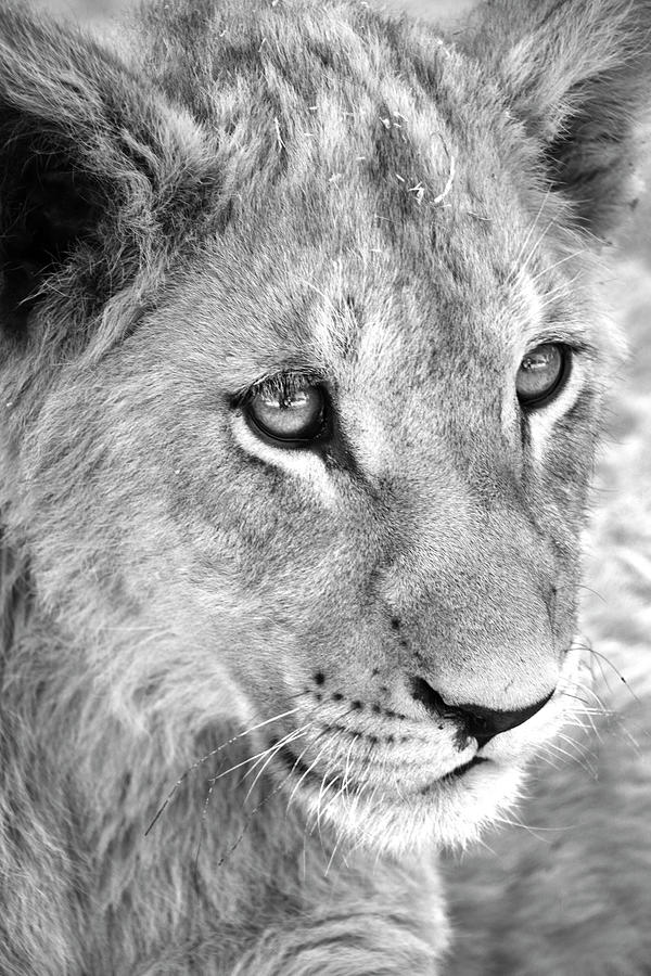 Lion Cub Photograph by Mia Badenhorst