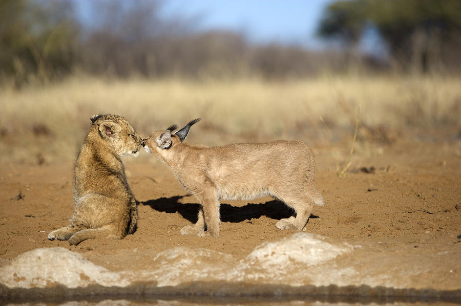 Lion Cub (Panthera Leo) and Caracal (Felis Caracal) nose to nose, Namibia Photograph by Gallo Images