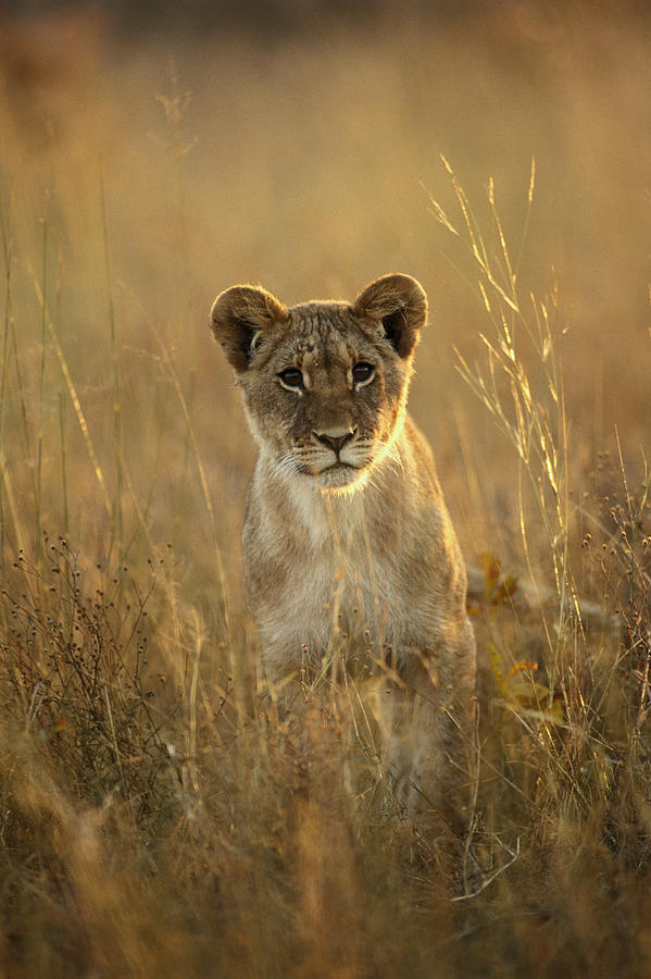 Lion cub (Panthera leo) Photograph by Gallo Images-Denny Allen