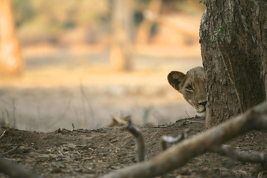 Lion cub (panthera leo) peeking from behind a tree trunk, Mana Pools National Park, Zimbabwe Photograph by David Fettes