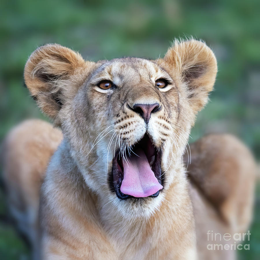 Lion cub, panthera leo, yawns and shows his teeth, Masai Mara, Kenya. Closeup front view with green grass background. Photograph by Jane Rix