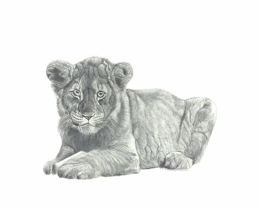 The Lion Cub Charcoal Pencil Drawing - Etsy India