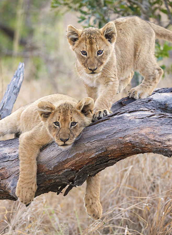 Lion Cub Perch Photograph by Max Waugh