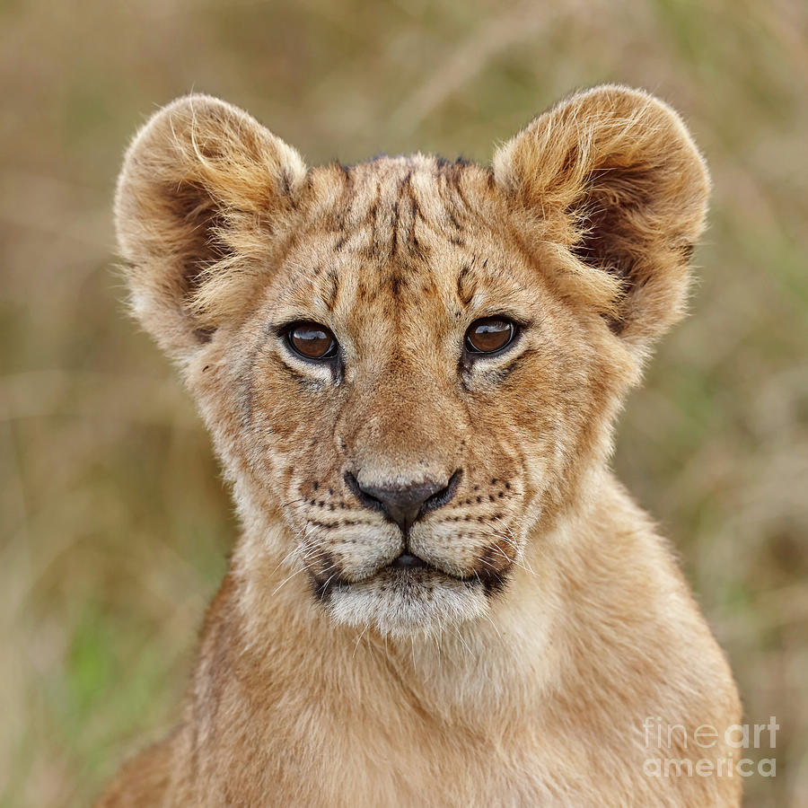 Lion cub portrait Photograph by Dmytro Kobeza - Fine Art America