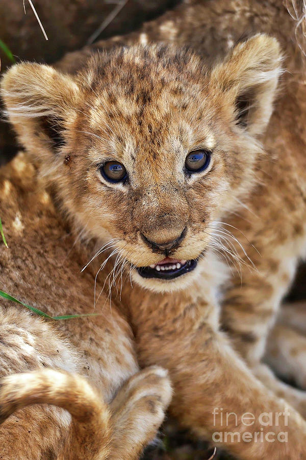Animal Photograph - Lion Cub by Shawn Dechant