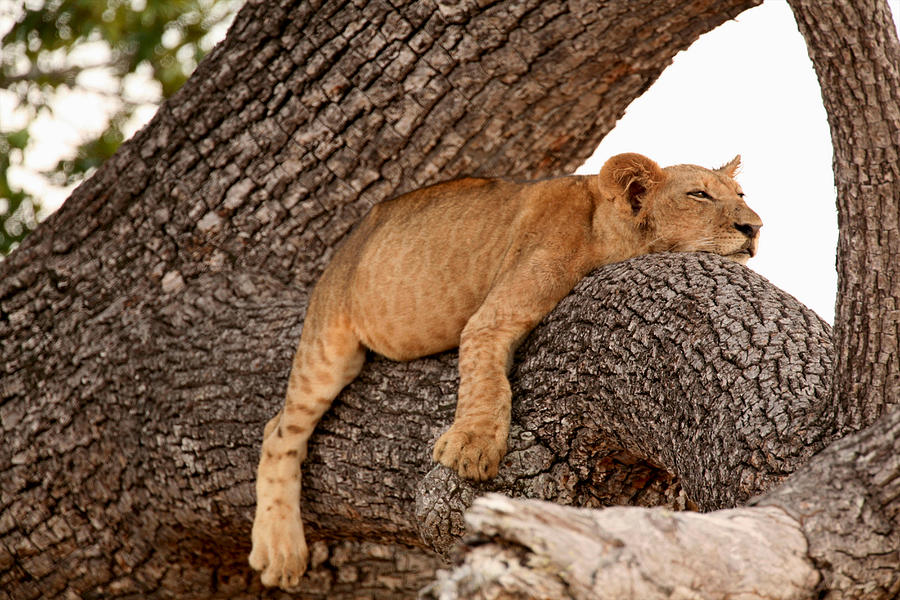 Lion cub sleeping in tree, Selous National Park, Tanzania, Africa Photograph by David Fettes