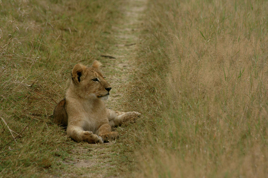 Lion Cub Watching Photograph by Karen Zuk Rosenblatt