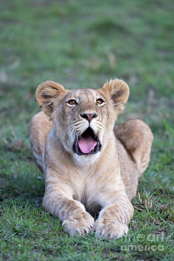 Lion cub with his mouth partly open. Masai Mara, kenya. Closeup front view with green grass background. Photograph by Jane Rix