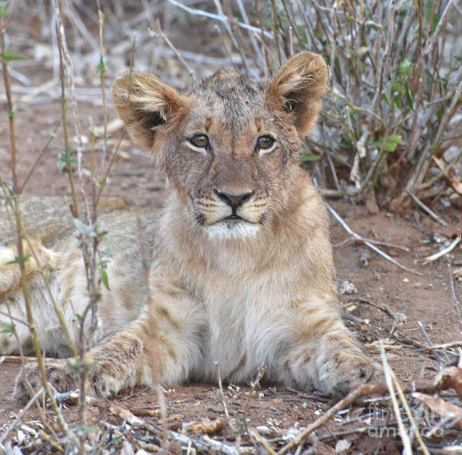 Lion Cub Wondering, Zambia Photograph by Tom Wurl - Fine Art America