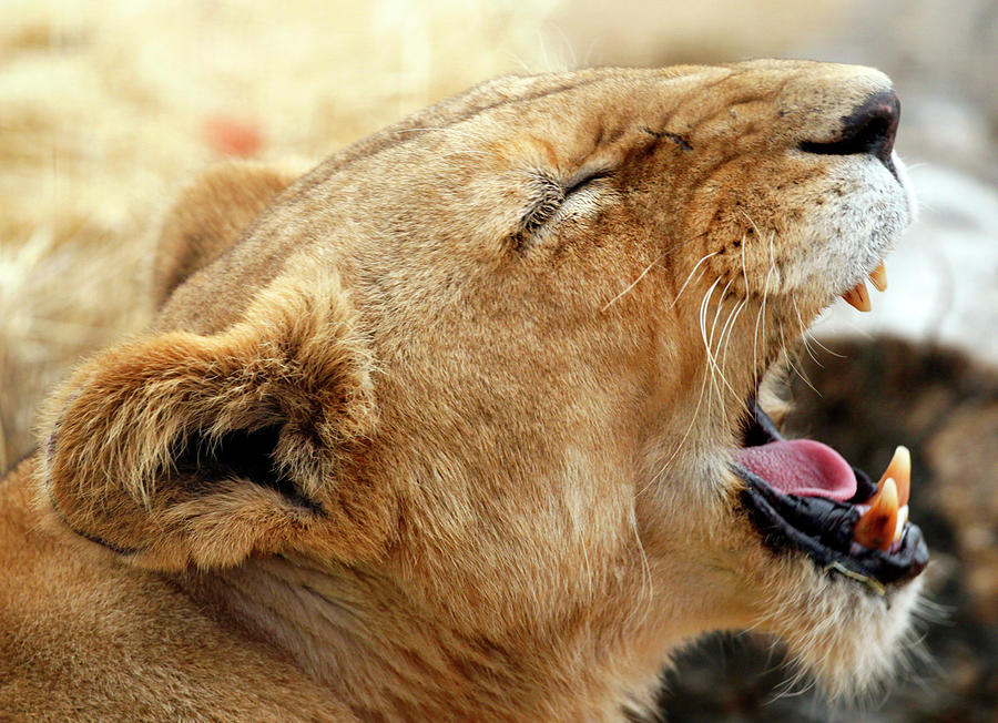 Lion Cub Yawn Photograph by Rick Wilking