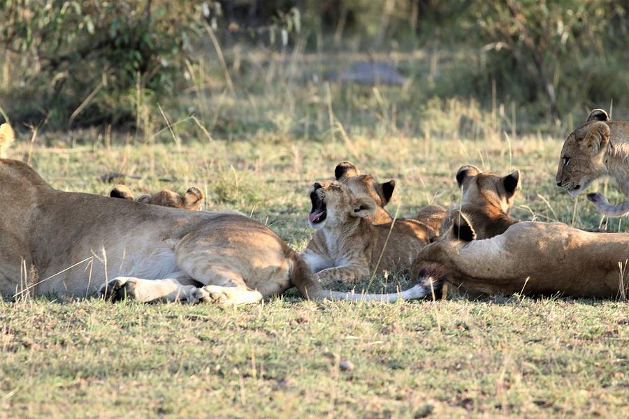 Lion Cub Yawning Photograph by Debbie Blackman - Fine Art America