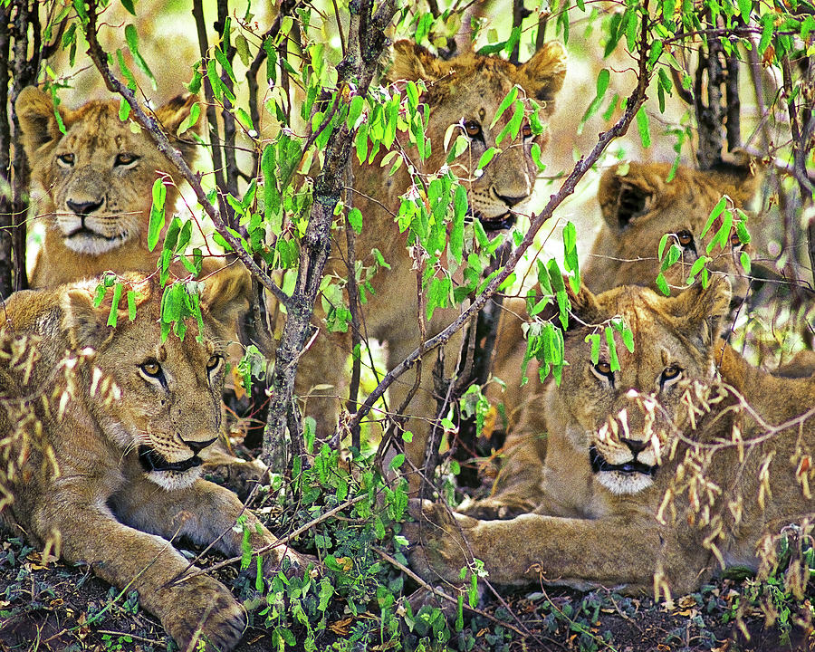 Lion Cubs Photograph by Don Schimmel