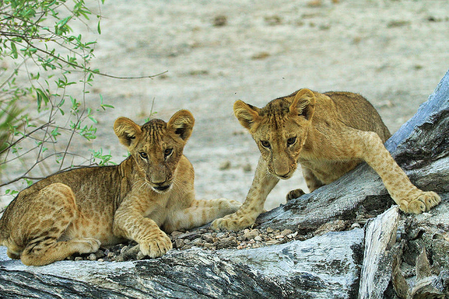 Lion Cubs Photograph by Gene Taylor