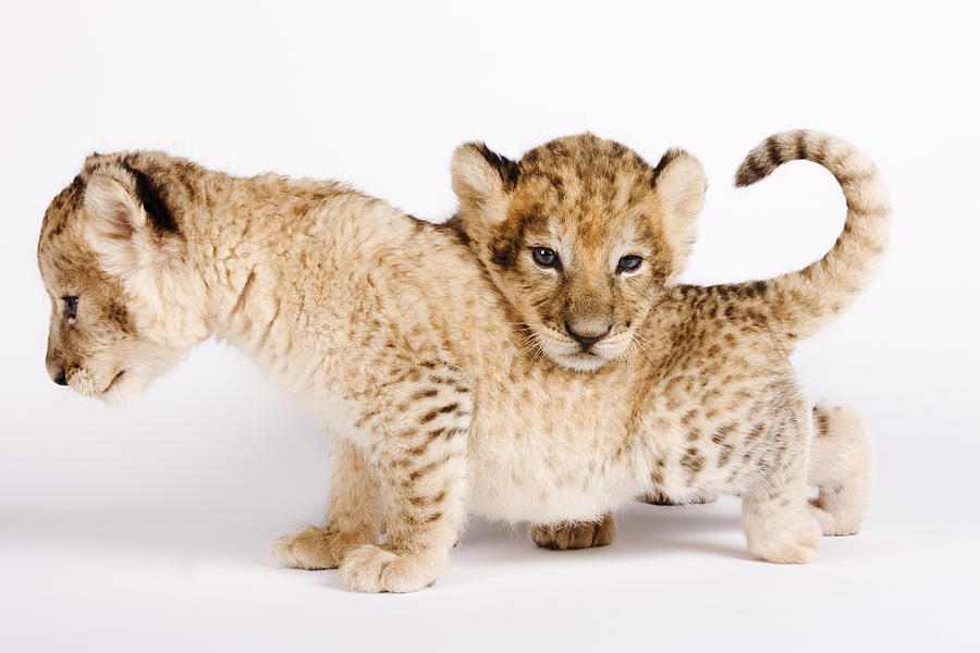 Lion cubs (Panthera leo) against white background, close up Photograph by Martin Harvey