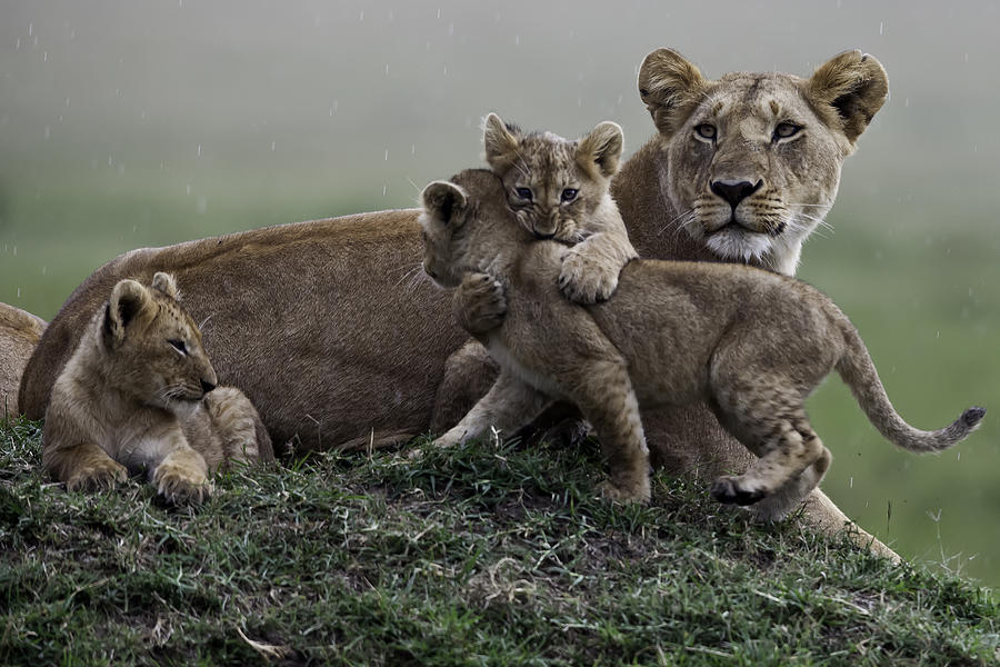 Lion cubs playing with mother sitting nearby Photograph by Manoj Shah