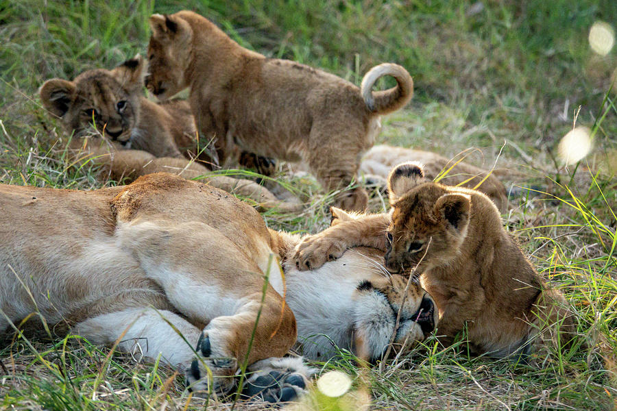 Lion Cubs with Mother Photograph by Ronald Dickey - Fine Art America