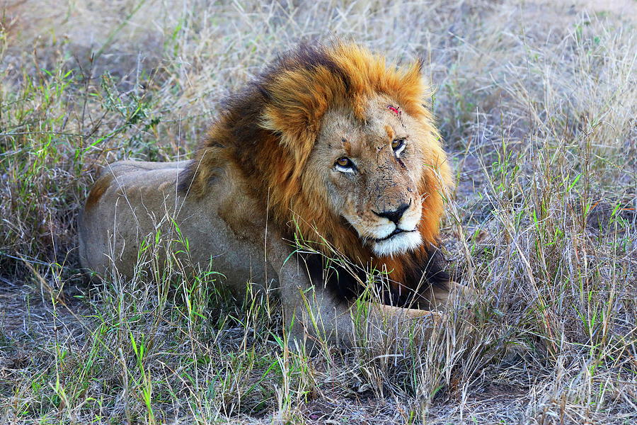 Lion, D Photograph by Alex Nikitsin - Fine Art America