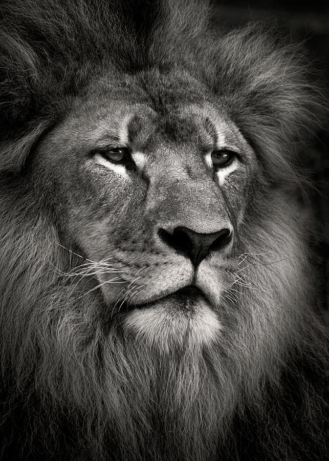 Lion Photograph by Dave Bowman - Pixels