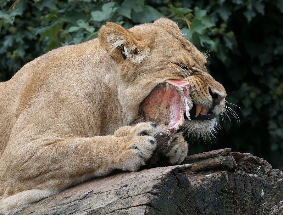 Lion Dinner Time Photograph by Ger Bosma
