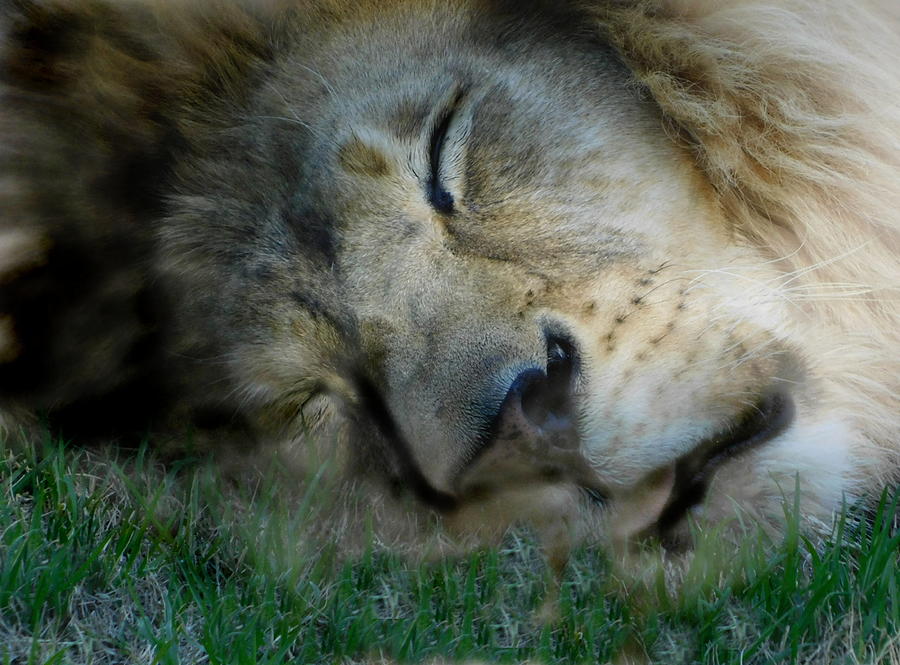 Lion Dreams Photograph