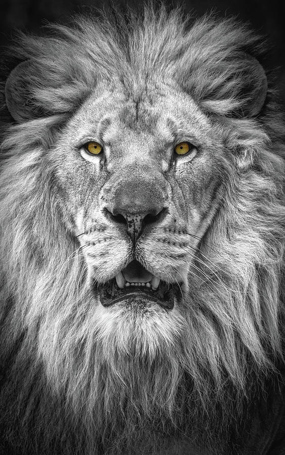 Lion Photograph - Lion  by Emmanuel Panagiotakis
