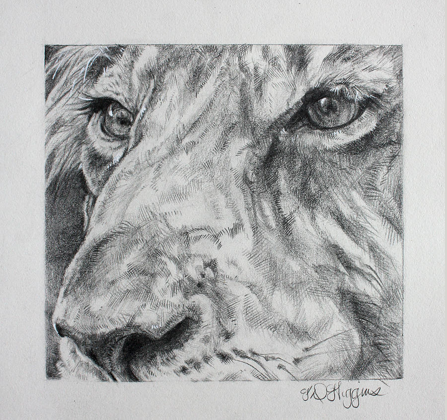 Wildlife Drawing - Lion eyes by Derrick Higgins