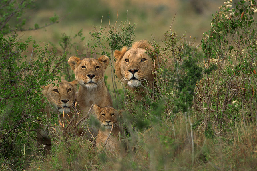Lion family in brush , Kenya , Africa Photograph by Comstock Images