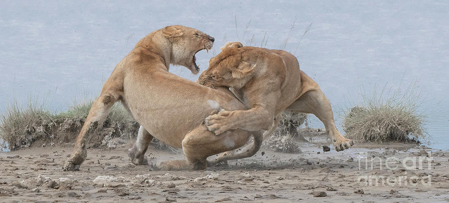 Lion Fight Photograph by Patrick Nowotny