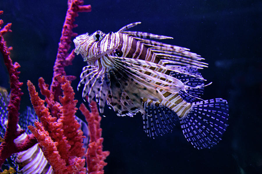 Lion Fish Photograph by Annie Formicola - Fine Art America