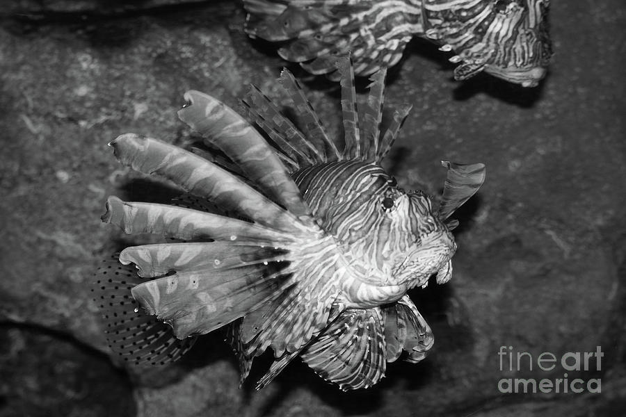 Lion fish black and white exploris Photograph by Eddie Barron - Pixels