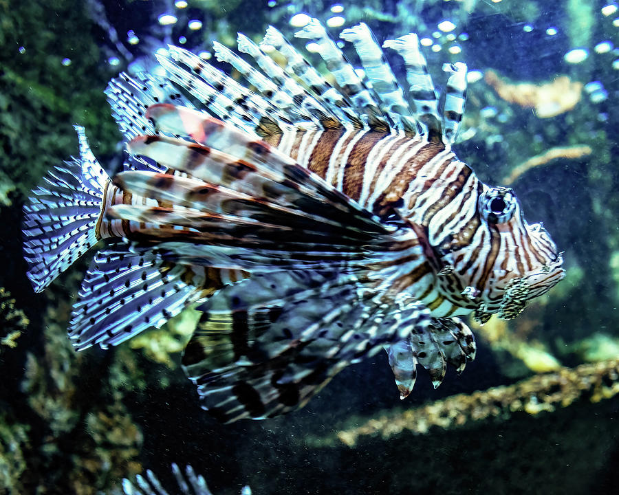 Lion fish close up Photograph by Flees Photos