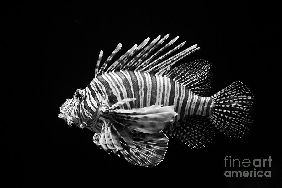 Lion Fish Photograph by Craig Lovell