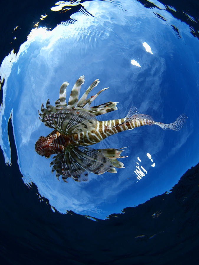 Lion fish flying Photograph by A. Martin UW Photography