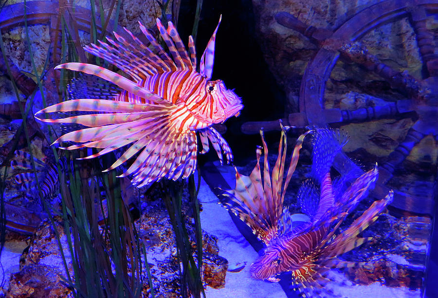 Lion Fish King Photograph by Leigh Odom