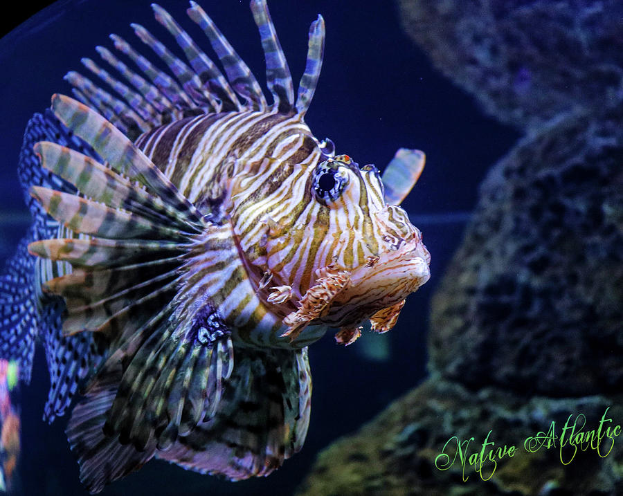 Lion Fish Photograph by Native Atlantic - Fine Art America