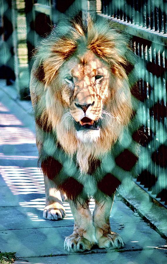 Caged Lion #1 Photograph by Gordon James