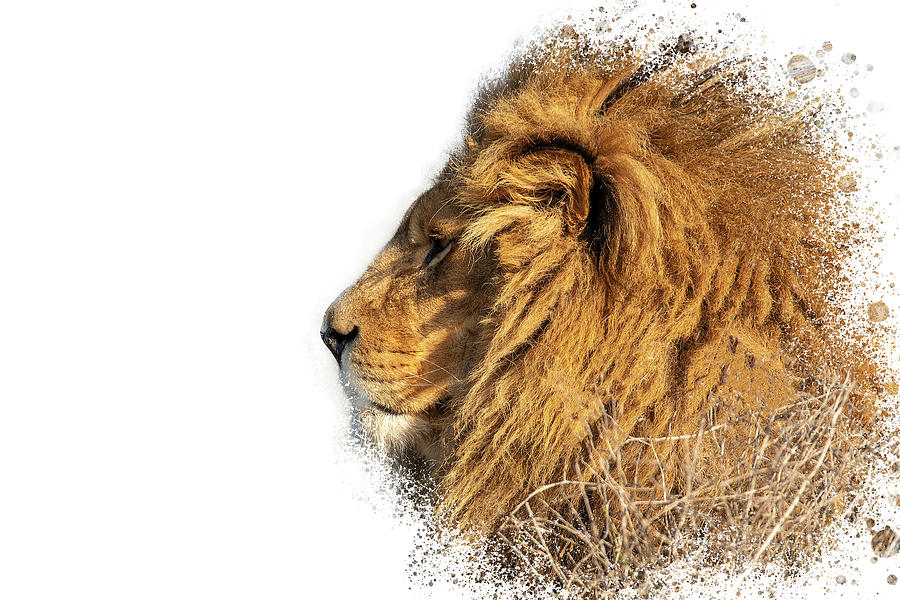 Lion Digital Art - Lion Head Art by Darren Wilkes