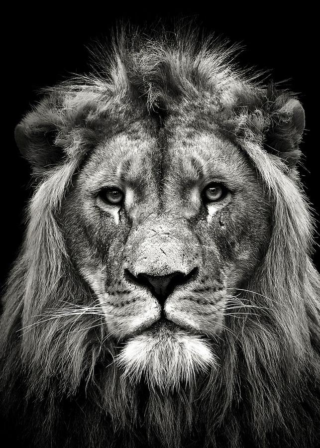 Lion Head Black And White Digital Art by Decor Studio | Fine Art America