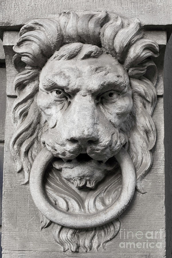 Lion Head Photograph by Juli Scalzi