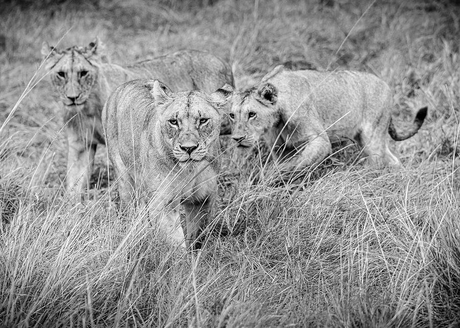 Lion II Photograph by Chris Dutton