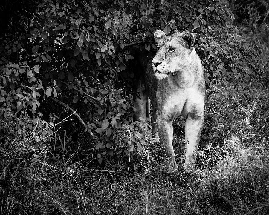 Lion III Photograph by Chris Dutton