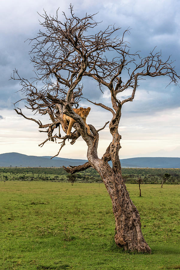 Lion in a Tree Photograph by Eric Albright